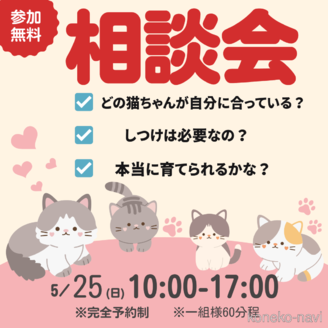 販売中の千葉県のミヌエット(短足)-114558の12枚目